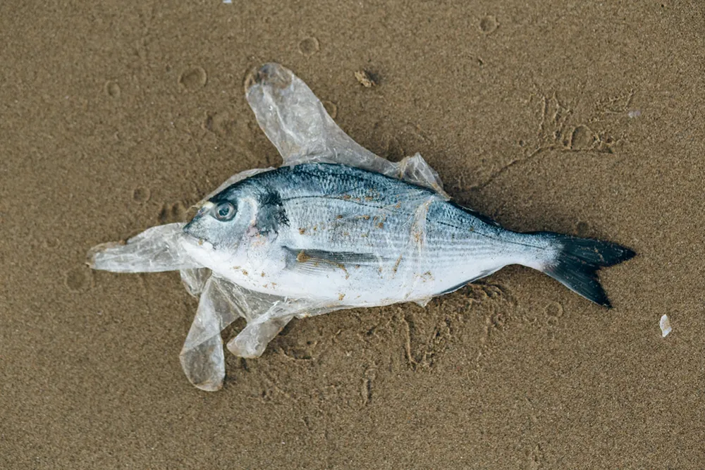 plastico-oceano pez muerto por contaminación plástica en el oceano
